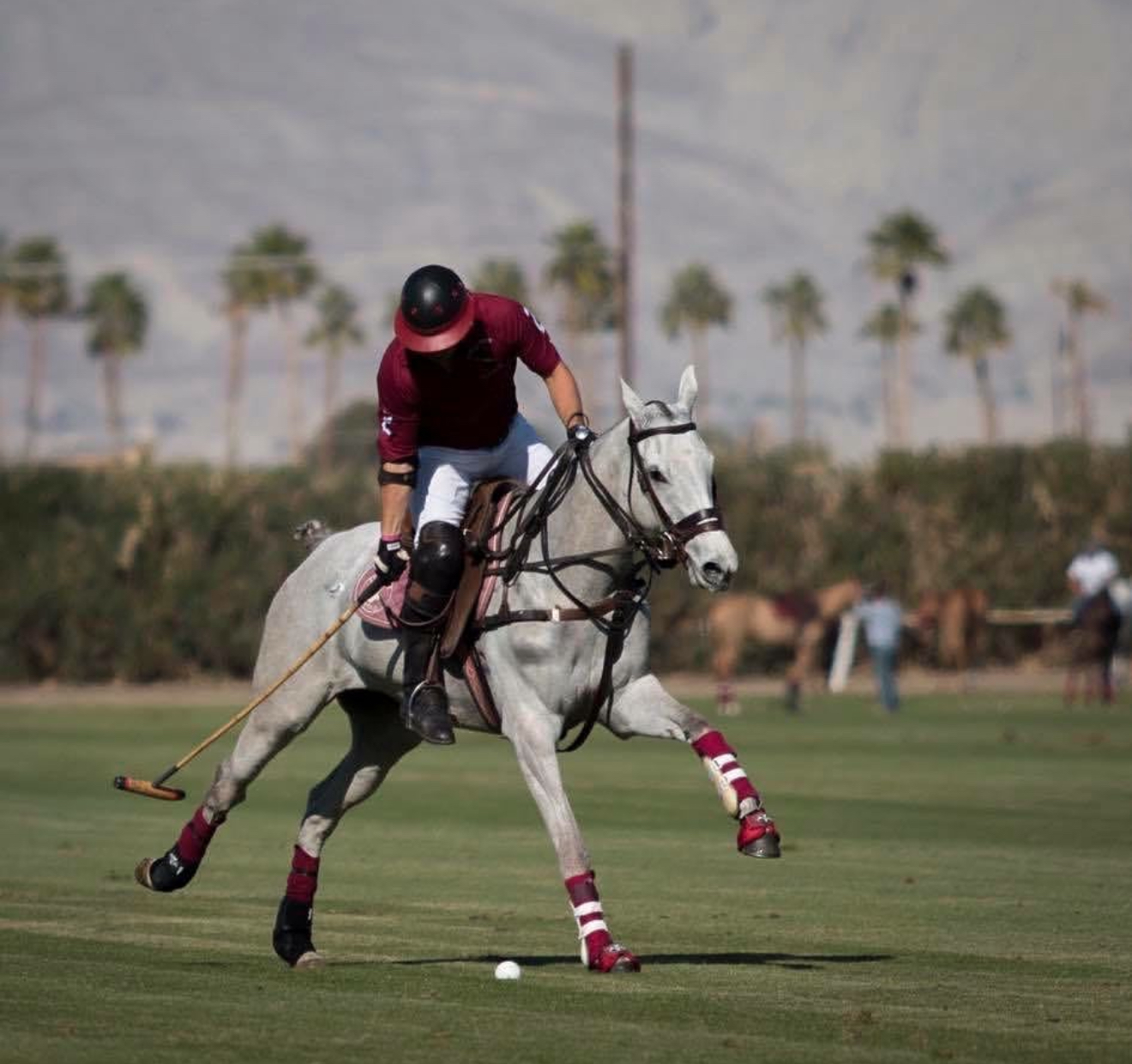 Jared Sheldon playing polo on a gray horse